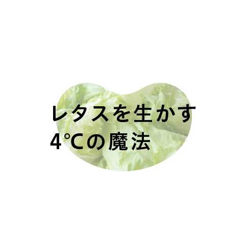 レタスを生かす 4℃の魔法