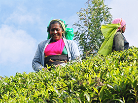 茶畑で、手作業をする茶摘みさん。