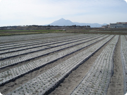 霧島と玉ねぎ畑。調度霧島の裏側が新燃岳