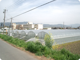 山中さんのトマトハウス