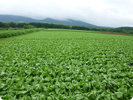 標高750ｍの高原、八甲田山の山麓でレタスを栽培しています