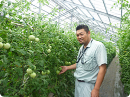 川崎さん、トマトも作っています!