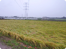 ハウス前の倒れた田んぼの稲