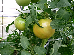 収穫を待つトマト