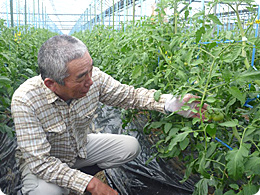 トマトの状態を確認する中村さん