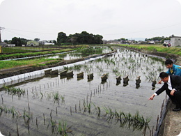 「川茸のり」の養殖場を視察