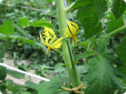 トマトの花