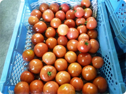 収穫されたトマト