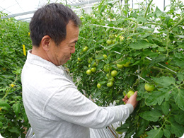 トマトの様子を見る杉本さん