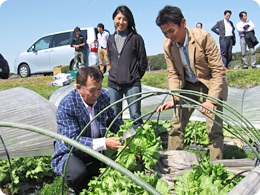 レタスの収穫に挑戦