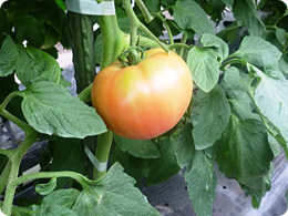 収穫を待つ加子母ミネラルトマト