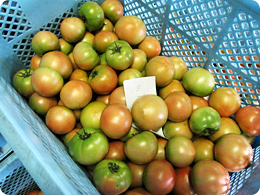 収穫されたトマト