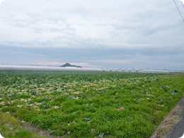 さすが干拓地、平らな土地に畑が広がります