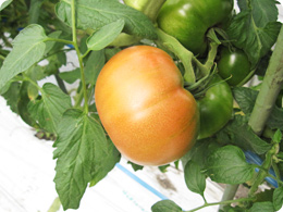 収穫を待つ稲田さんのトマト