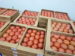 出荷を待つモス行き用のトマト