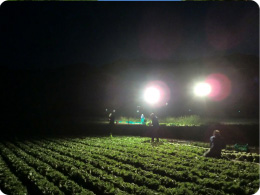 暗闇の中のレタス収穫風景