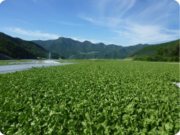 すがすがしい川上村の風景