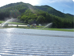 植えたばかりの苗に必死で水を播きます