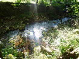 こんな綺麗な川の水を使っています。