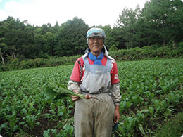 レタスの協力農家さんの青森の成田さん