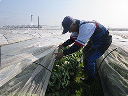 レタスの出来具合を確認する野田さん