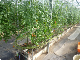 ミニトマト圃場の様子