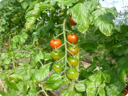 収穫を待つミニトマト