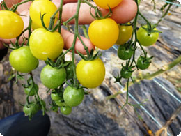 河野農園の黄色ミニトマト