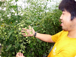 生育途中のミニトマト