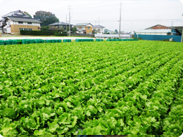 レタス圃場