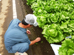 圃場まわりの雑草処理をしている増山さん