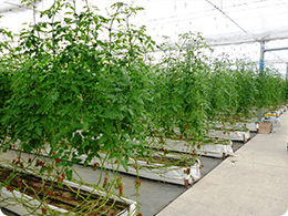 隔離土耕によるミニトマト栽培