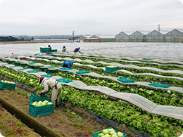 レタスの収穫風景