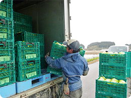 収穫後、トラックに積まれる塚本さんのレタス