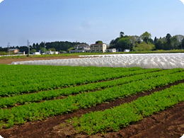 槍木さんのレタス圃場