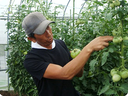 トマトの栽培方法を説明する坂本さん
