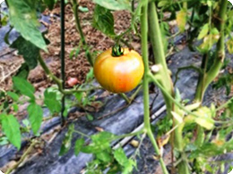 収穫直前のトマト