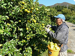 収穫作業中の原田さん