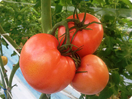 収穫間近のトマト