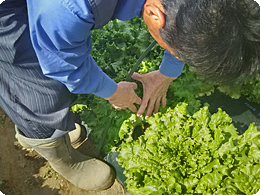 生育状況を確認する山田さん