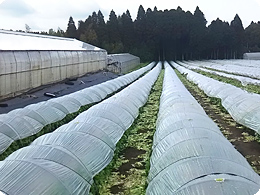 トンネル栽培の圃場