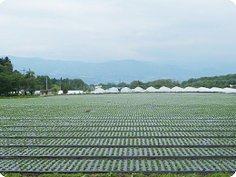 野菜くらぶ群馬周辺の圃場風景