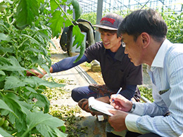 トマト栽培の難しさを語る佐藤さん