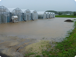大雨で用水路が溢れトマトハウス冠水