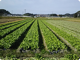 深川さんのレタス圃場