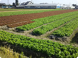 深川さんの圃場 　手前からグリーンリーフ、サニーレタス、ロメインレタス