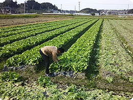 レタスの生育状況を確認する深川さん