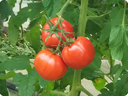 収穫間際のトマト。
