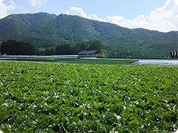 渡辺さんのレタス圃場風景