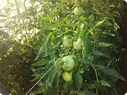 10月に収穫予定のトマト
